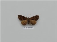 藏品(夜蛾335)的圖片